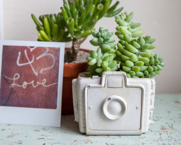 Camera succulent planter