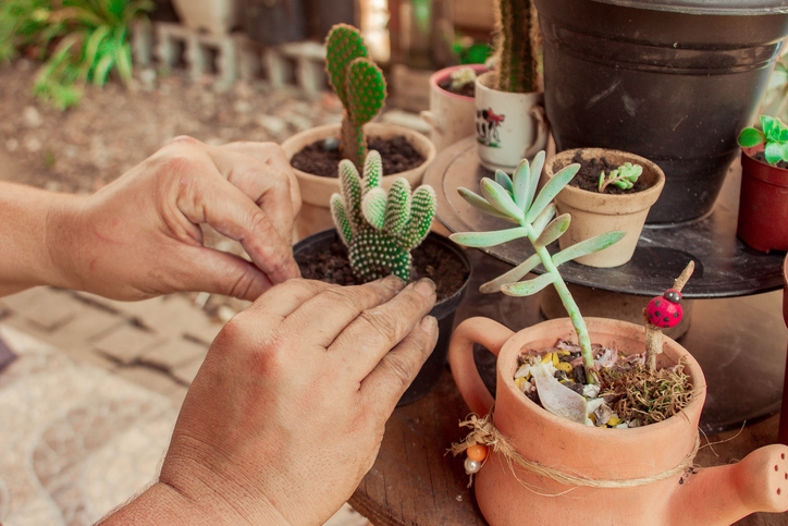 How Do You Care for a Succulent Plant?