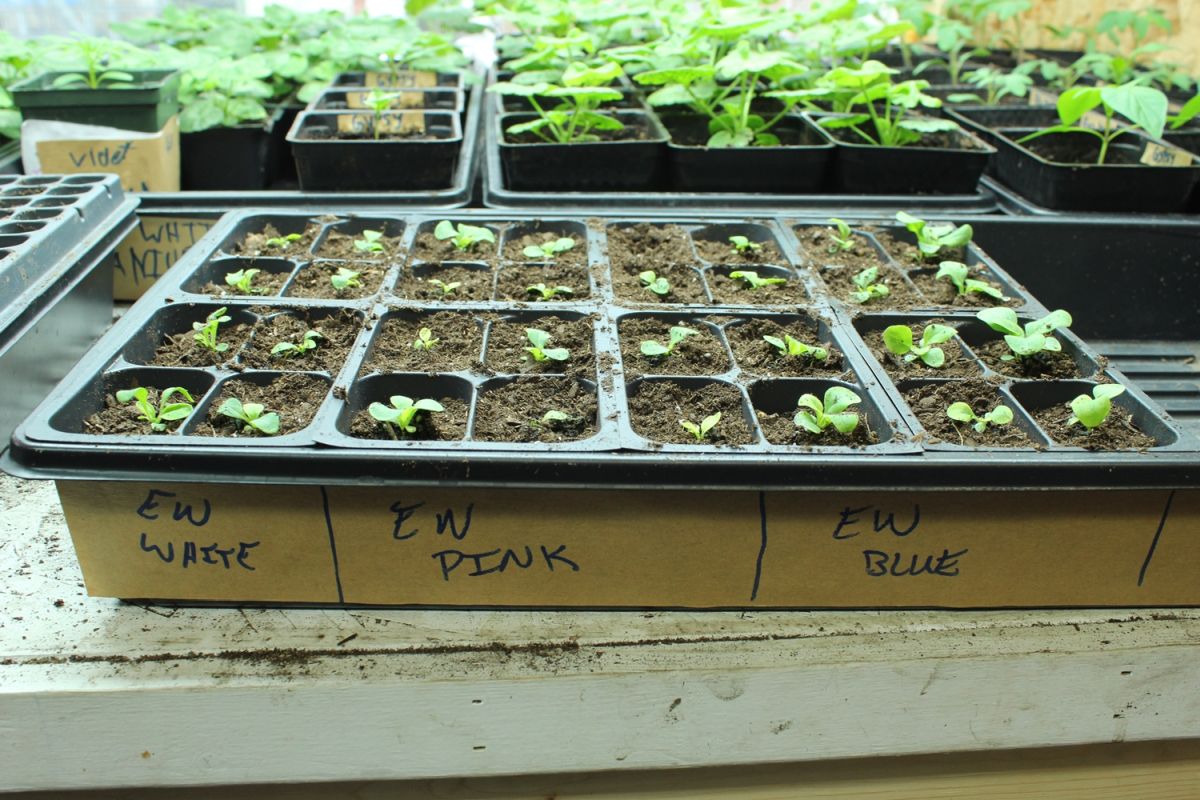 Carefully label the type and color of flower