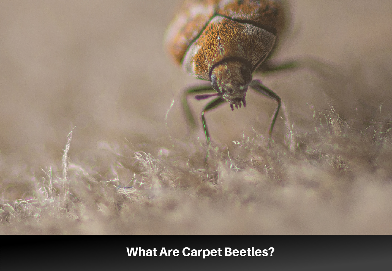 Get Rid Of Carpet Beetles: Effective Strategies and Prevention Tips