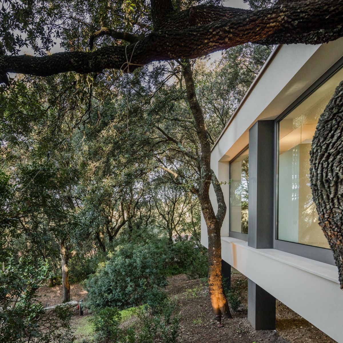 Casa nel Bosco surrounded by oak forest