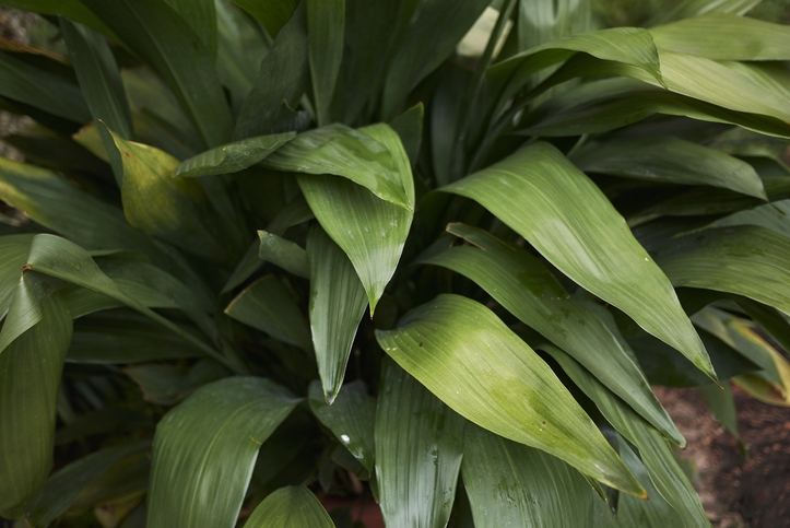 Cast-iron plants aren't plants that you can cook potatoes