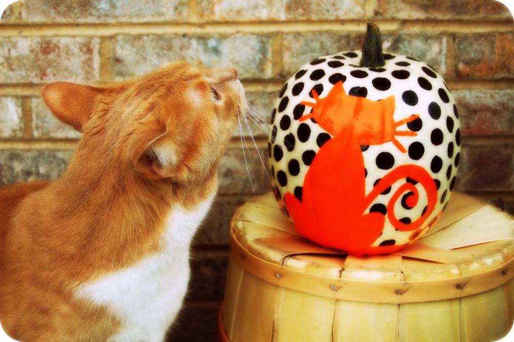 Cats and pumpkins for halloween