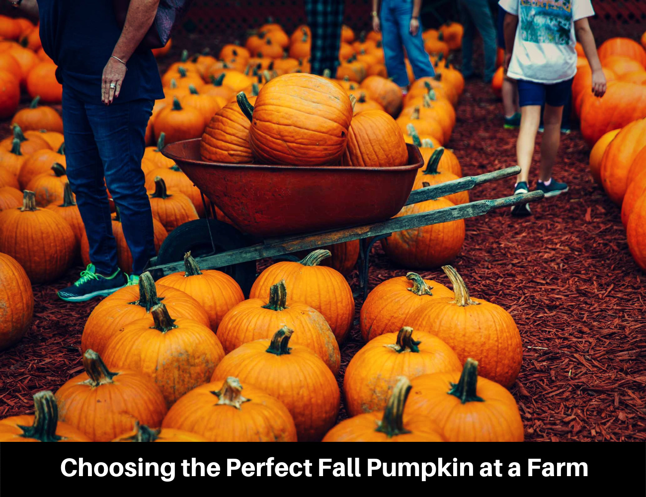 Choosing the Perfect Fall Pumpkin at a Farm