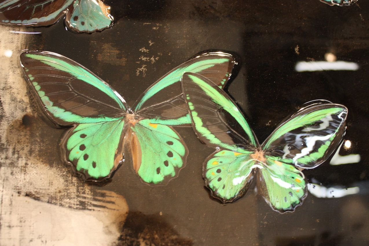 Christiaan Lieverse Butterfly Art