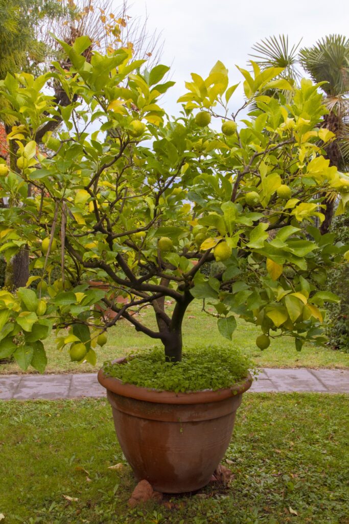 Citrus Tree 101: A Growing and Maintenance Guide