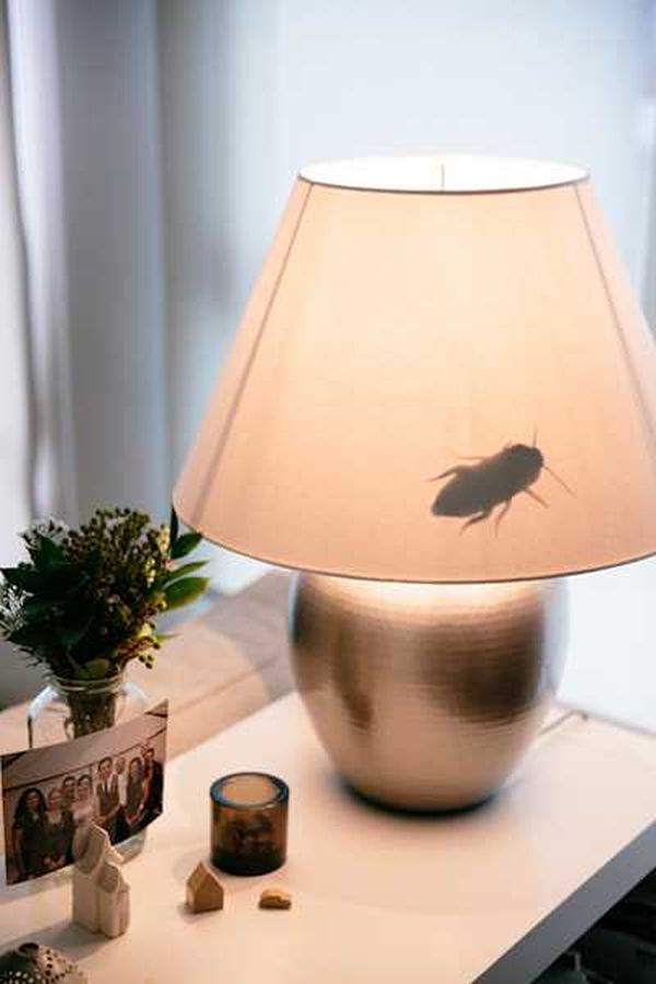 Cockroach Lampshade