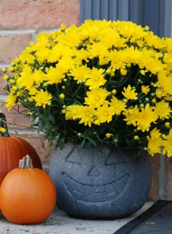 Concrete outdoor pumpkin planter