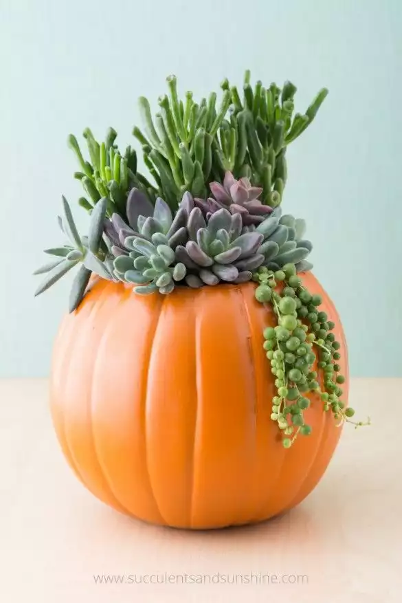 Creating a succulent planter from pumpkin