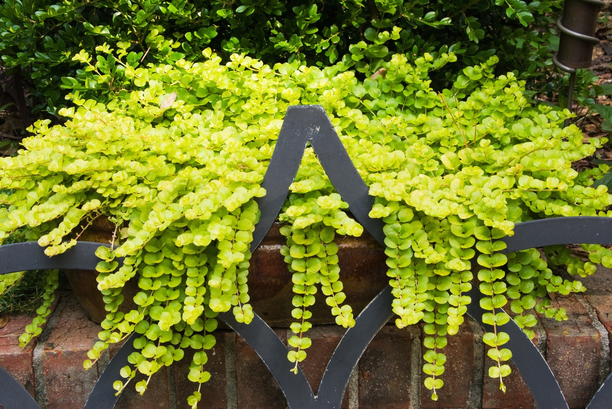 Creeping Jenny to Create Lush Container Gardens