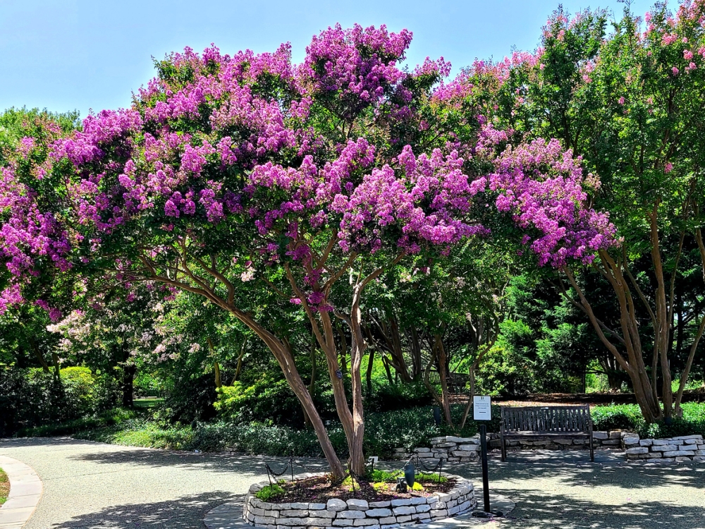 Crepe Myrtle 