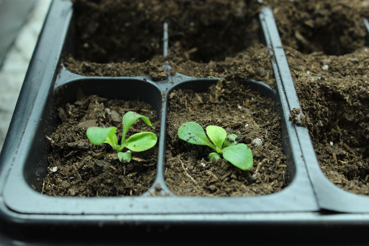 DIY Flower Bed Starts Spring project