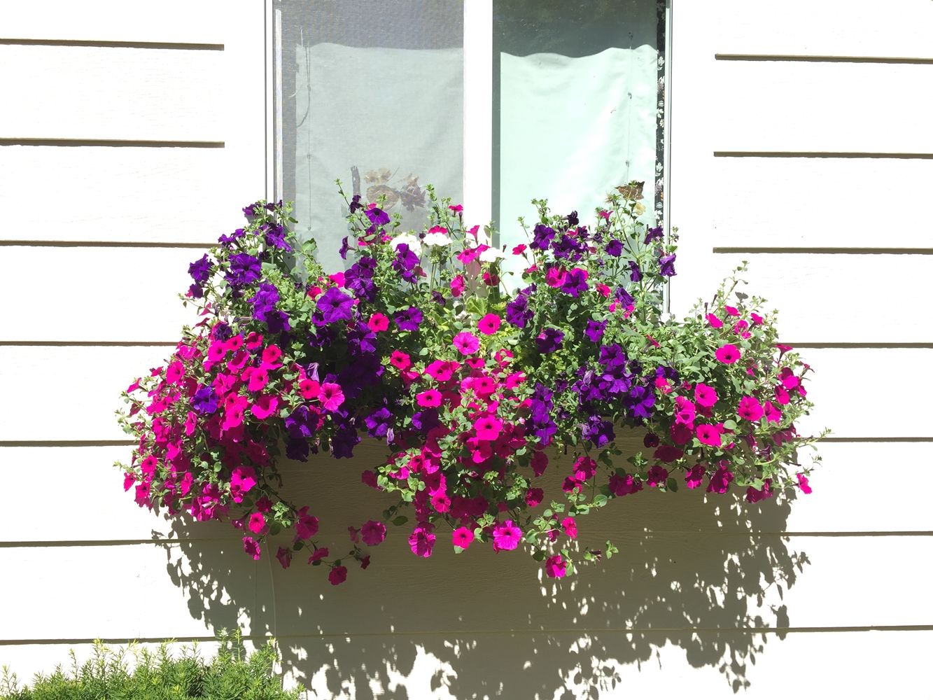 DIY Flower Bed Starts -beautiful window flowers