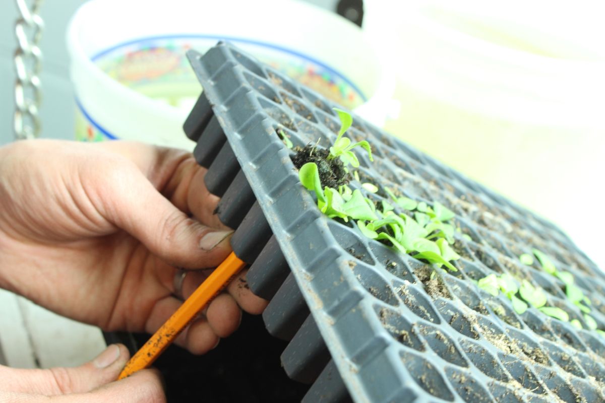 DIY Flower Bed Starts-carefully use your fingers