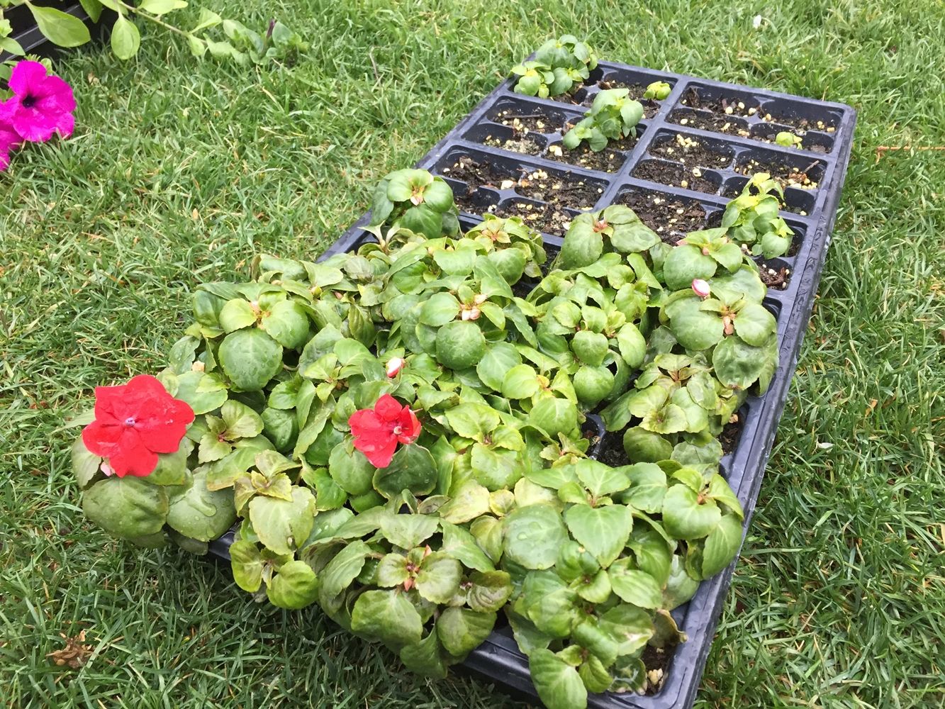 DIY Flower Bed Starts-check temperature