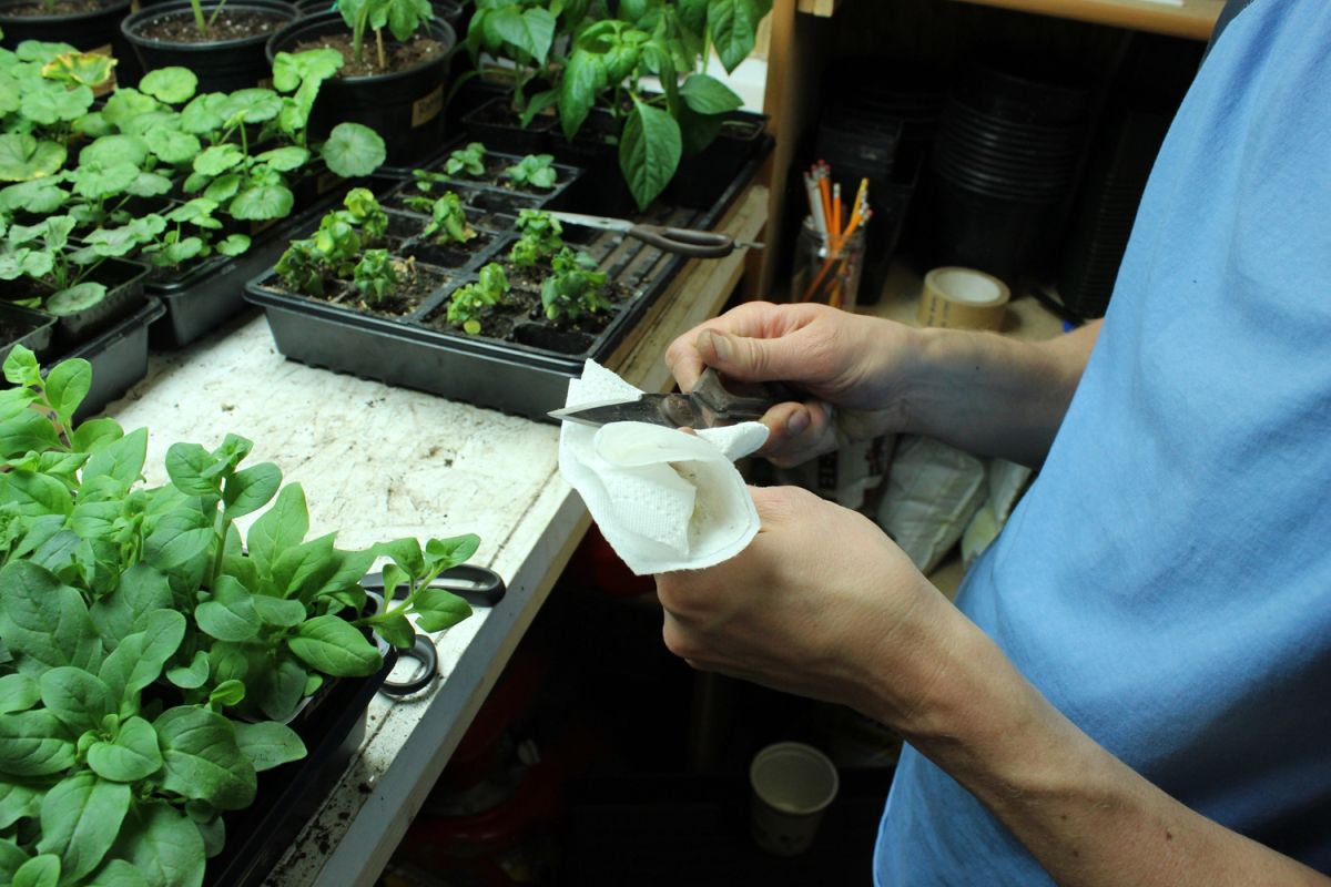 DIY Flower Bed Starts-cleaning scrisoris