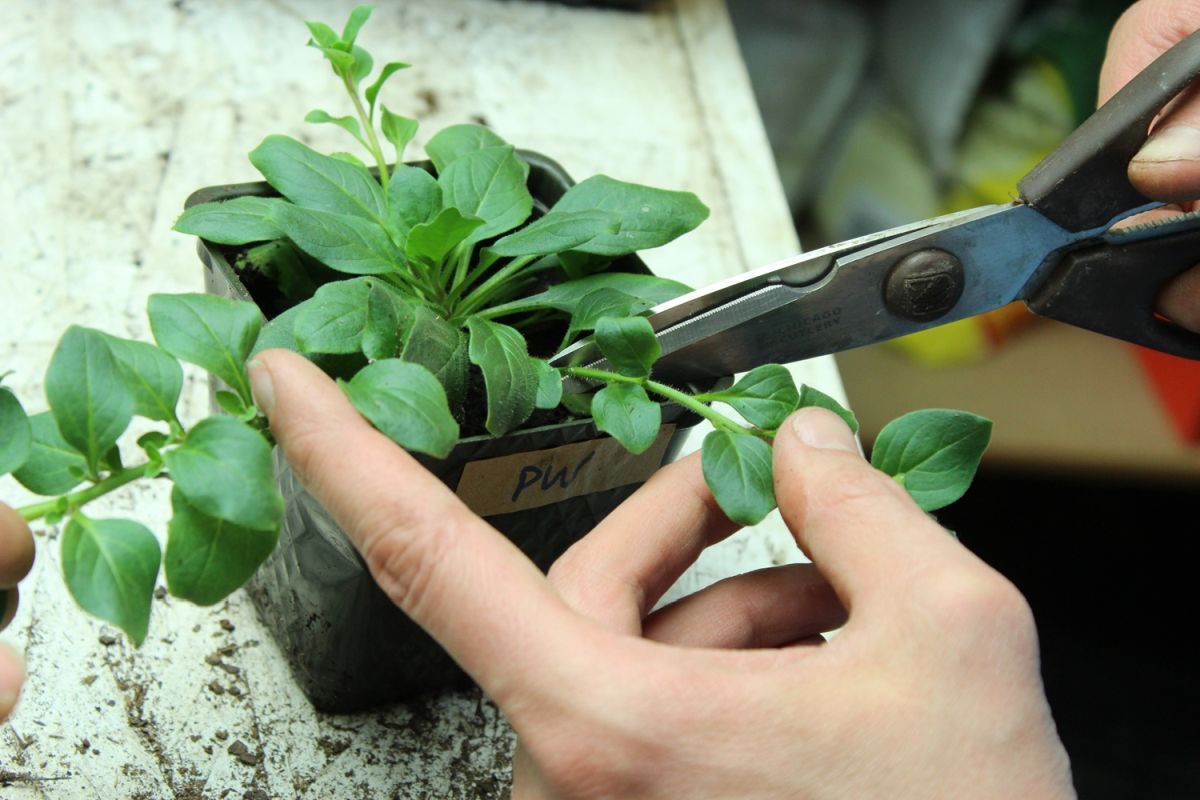 DIY Flower Bed Starts-cut vine