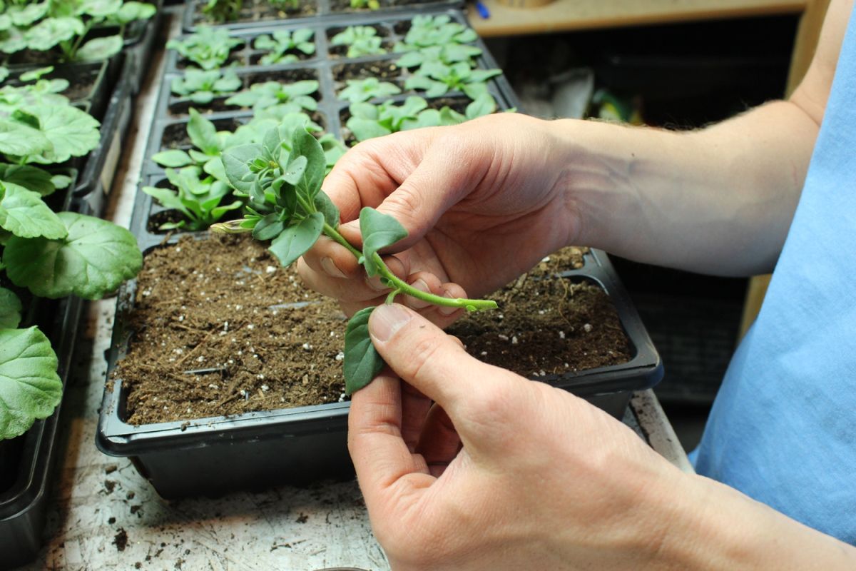 DIY Flower Bed Starts-cutting form