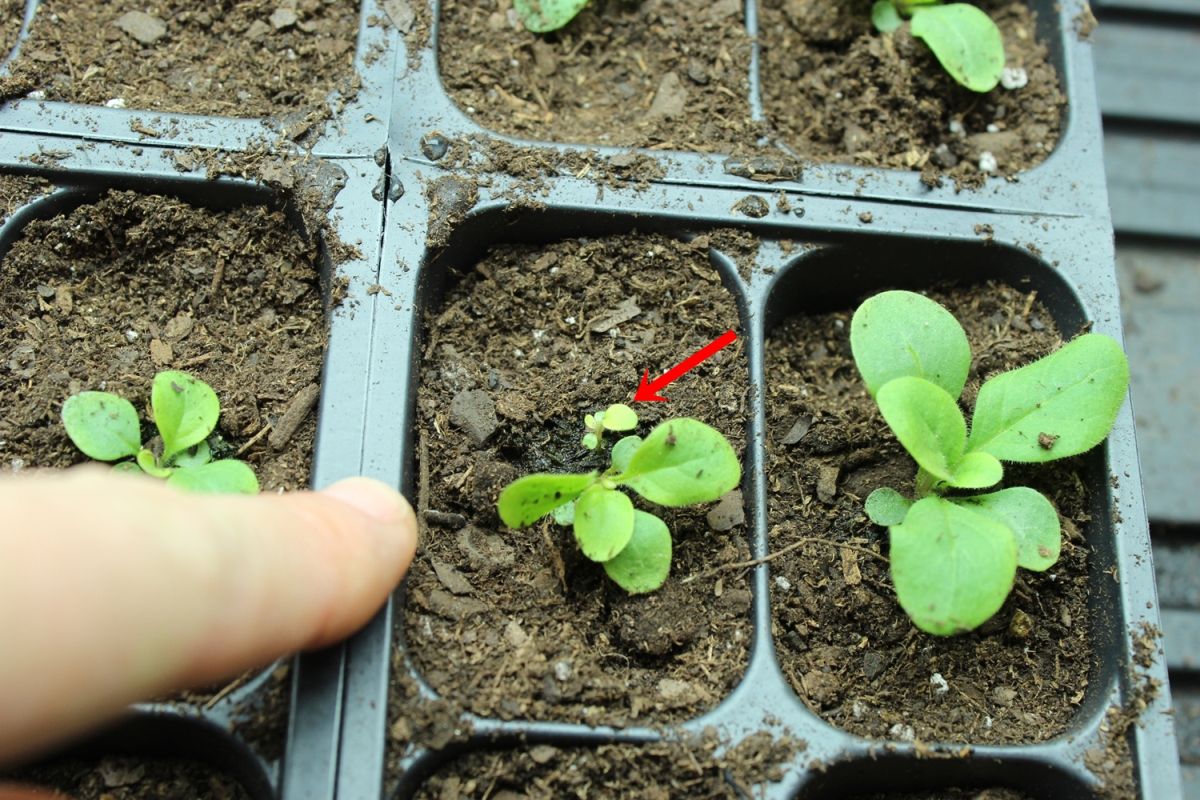 DIY Flower Bed Starts - for a spring welcome