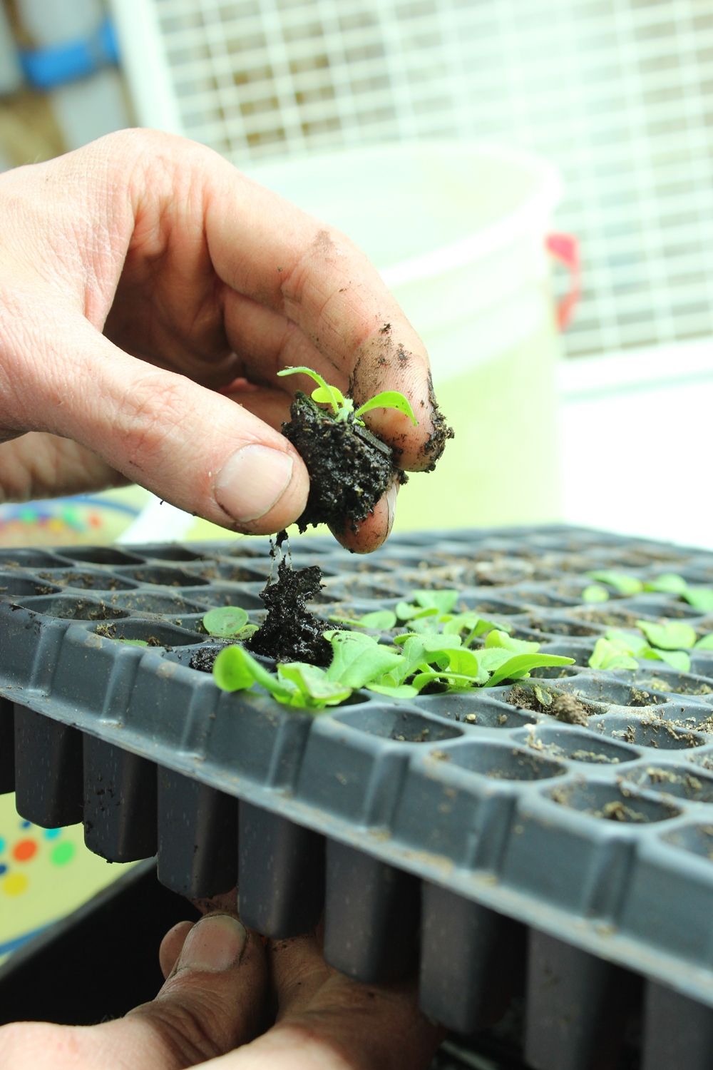 DIY Flower Bed Starts-planting