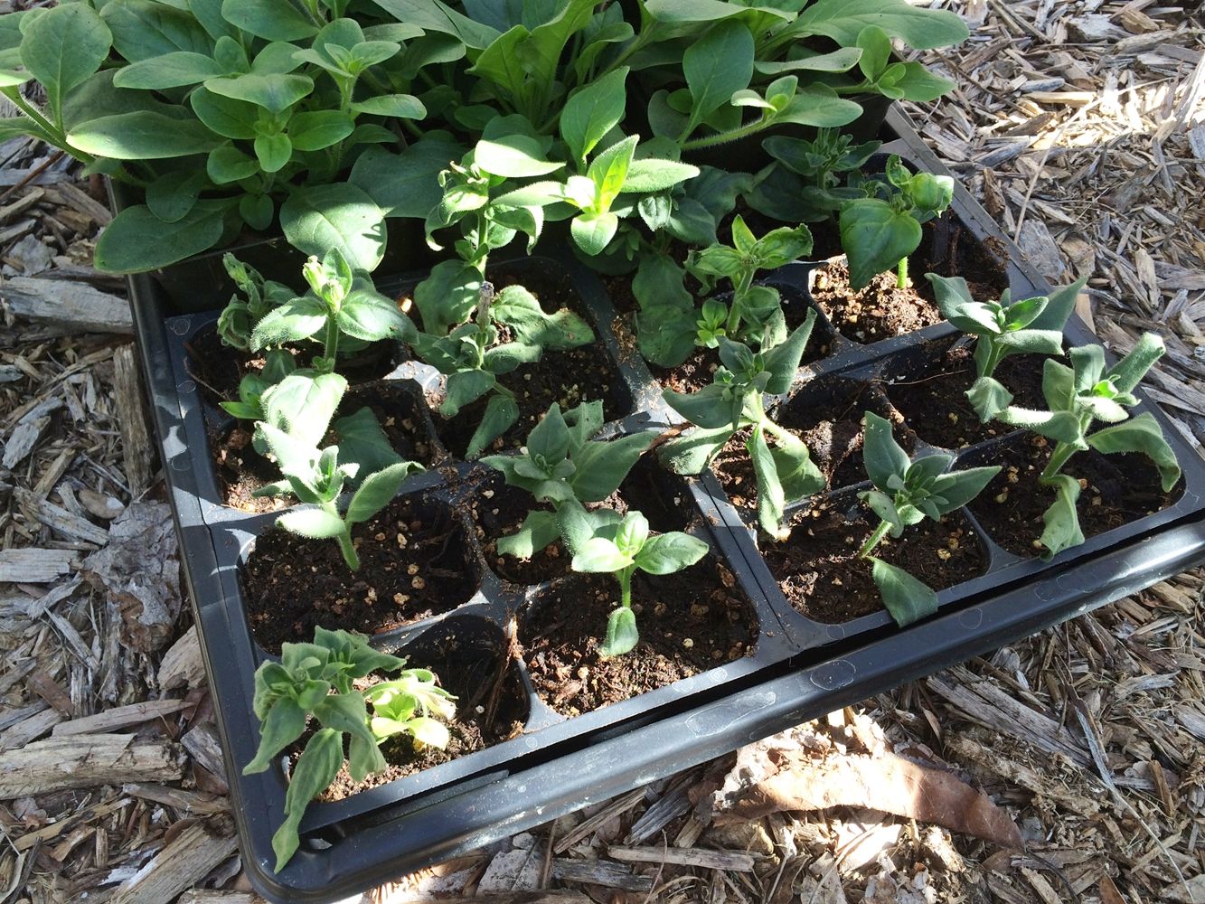 DIY Flower Bed Starts - ready