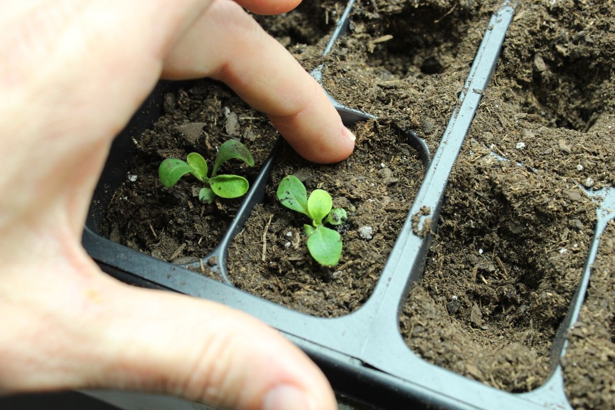 DIY Flower Bed Starts-repeat for other plugs