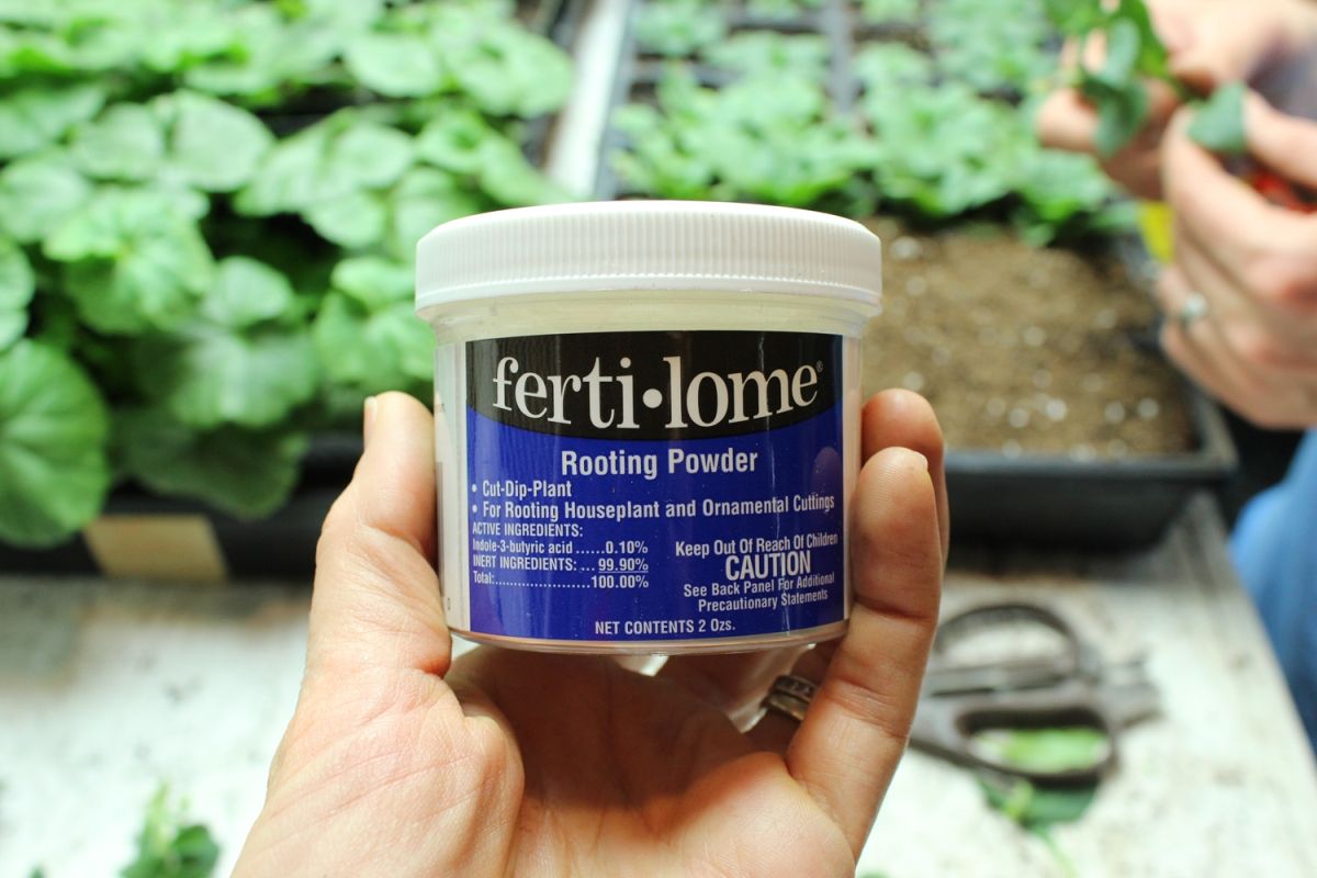 DIY Flower Bed Starts-rooting powder