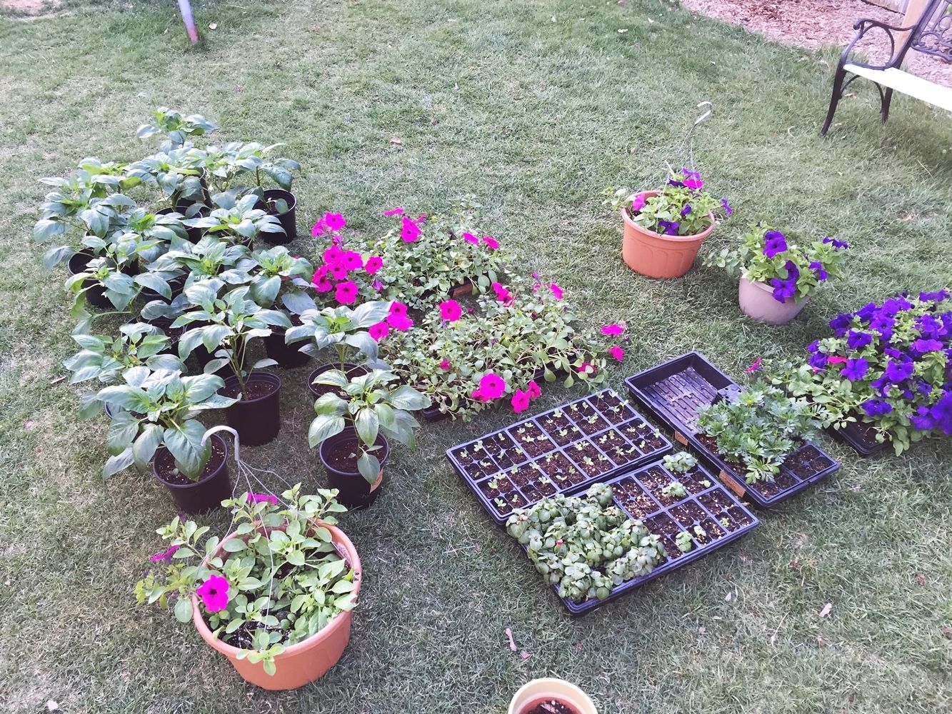 DIY Flower Bed Starts- watering and lighting