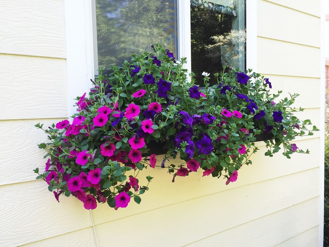 DIY Flower Bed Starts -window boxes