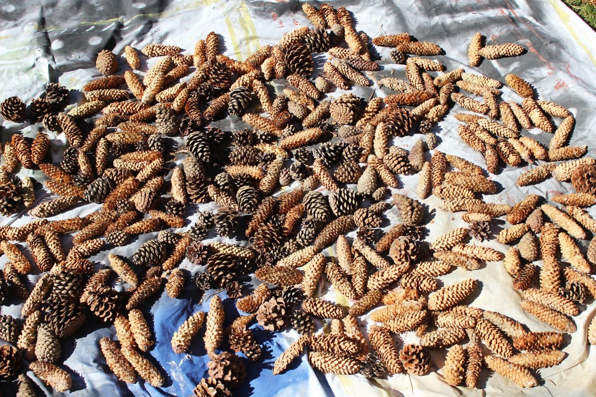 DIY Natural Christmas Tree Ornaments- glitter gold pinecones