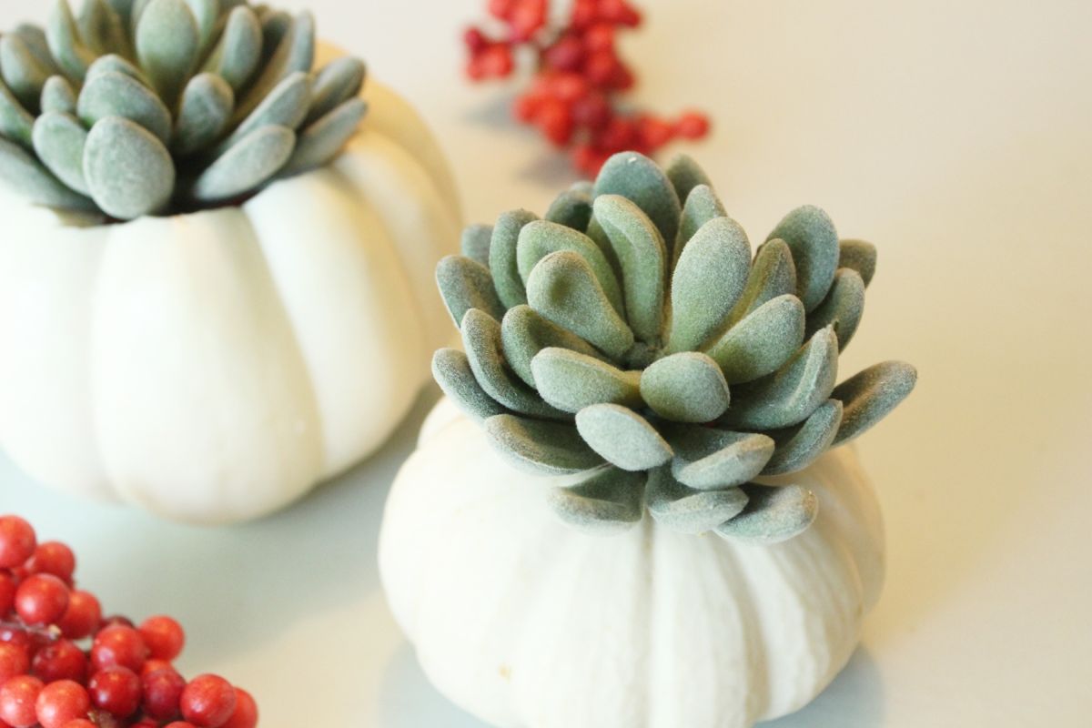 DIY Pumpkin Succulent Decorations