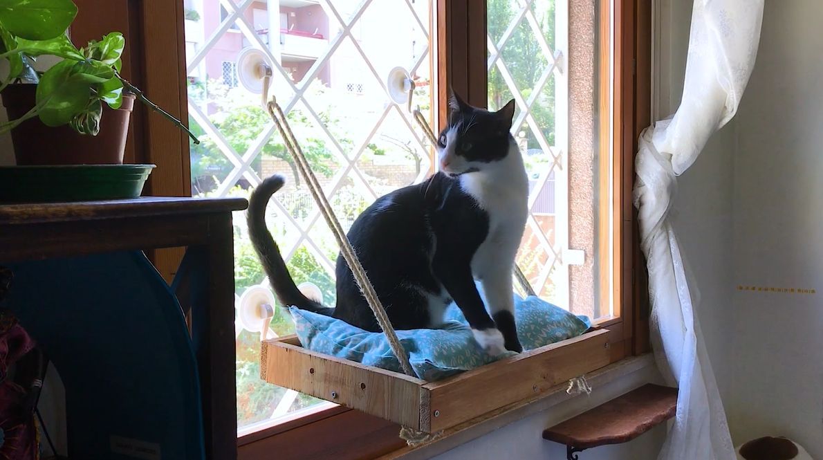 DIY cat Window perch