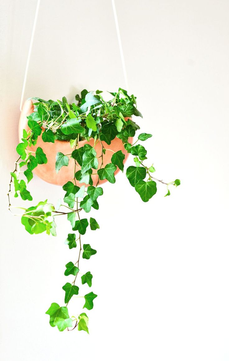 DIY hanging crescent planter