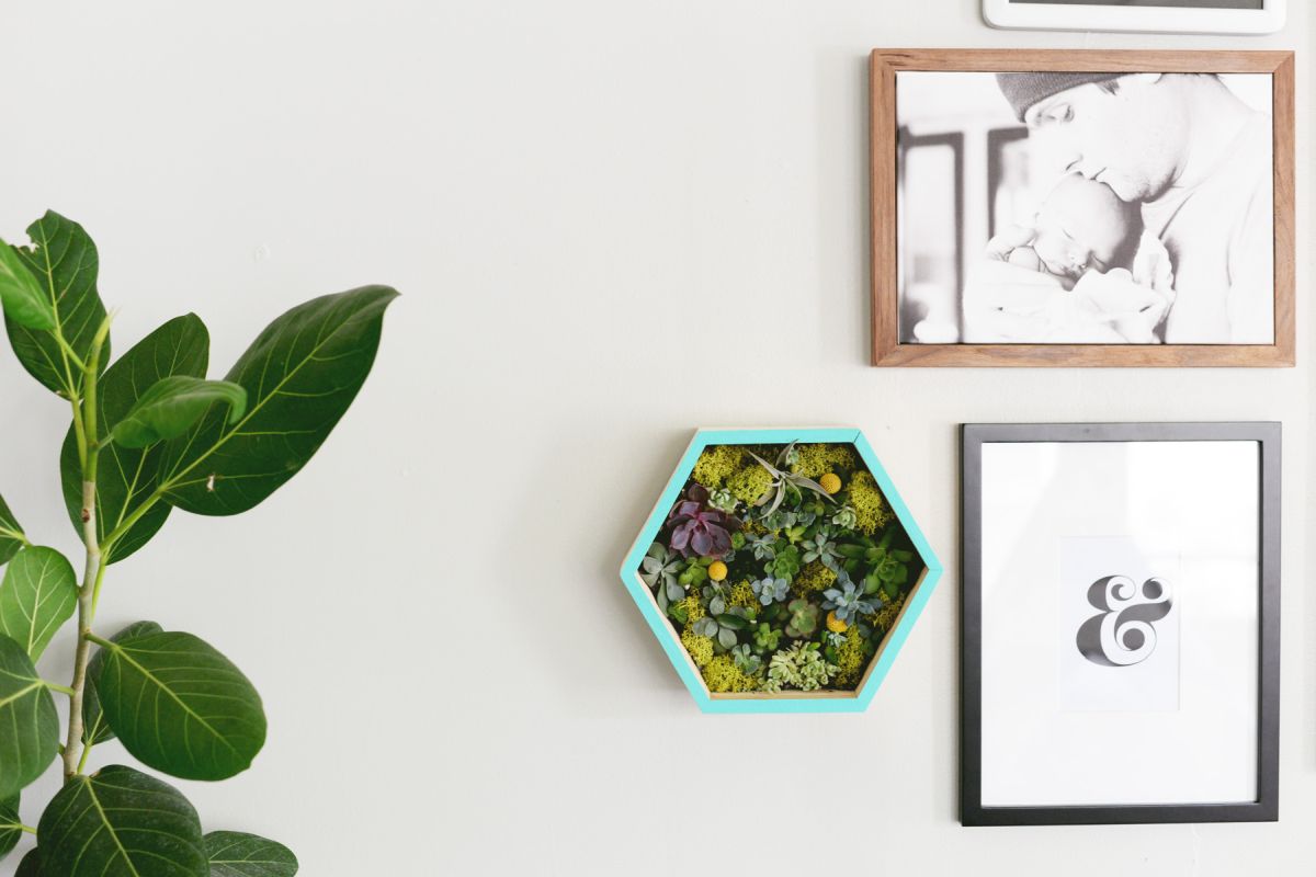 DIY succulent wall planter