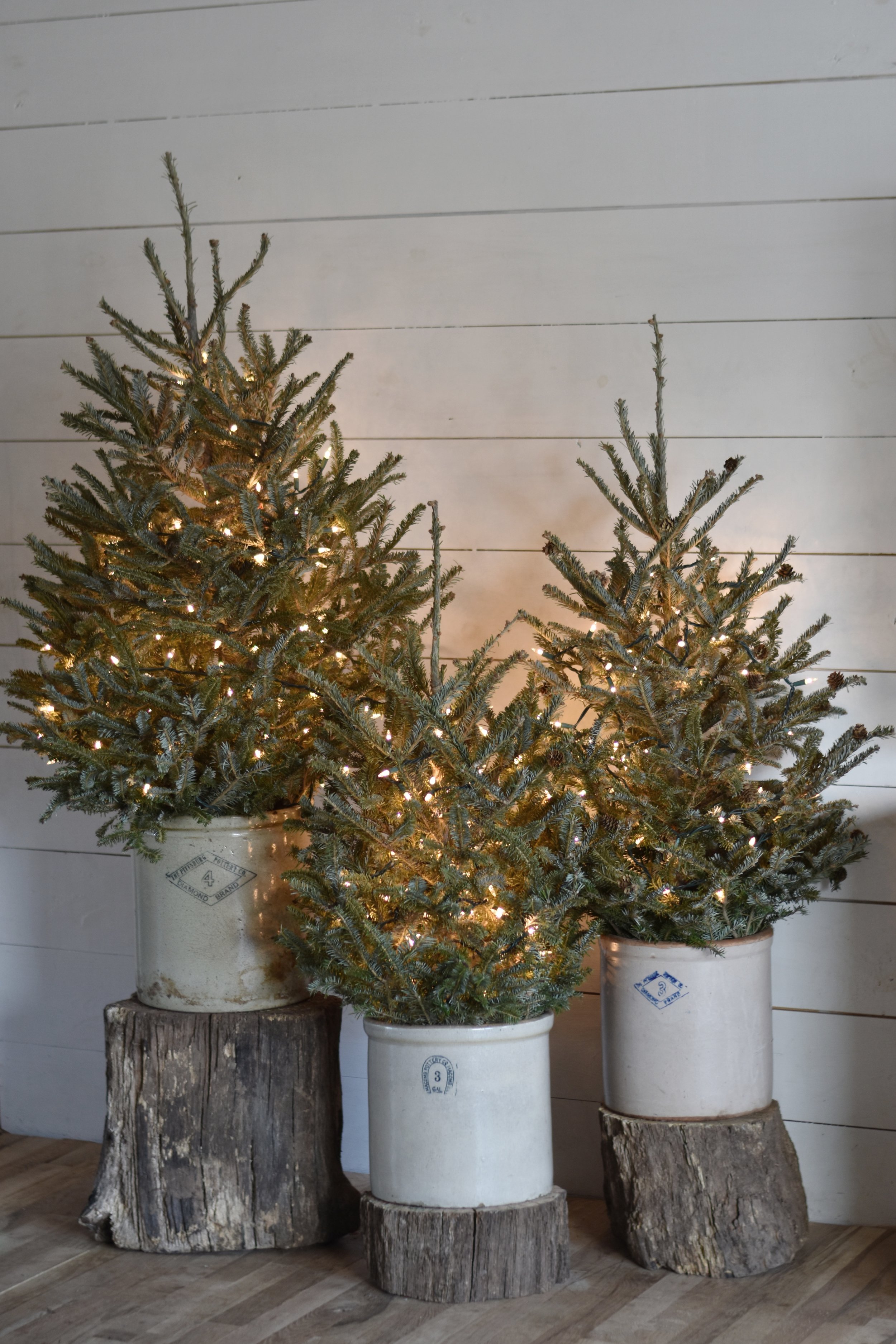 Decorating a rustic house with mini trees