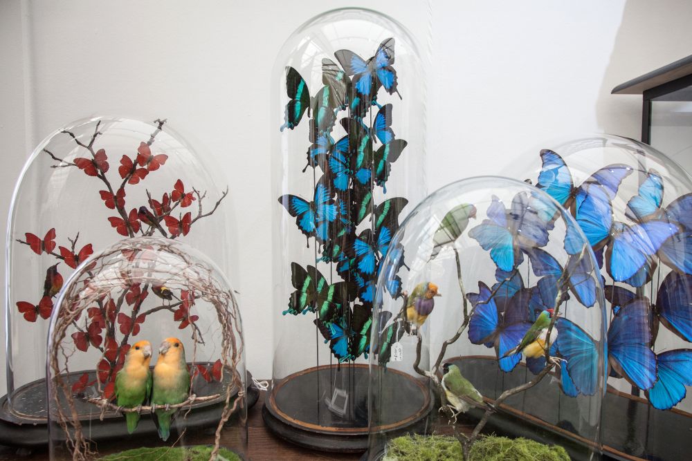 Design and Nature gallery decorating with flamingo butterfly