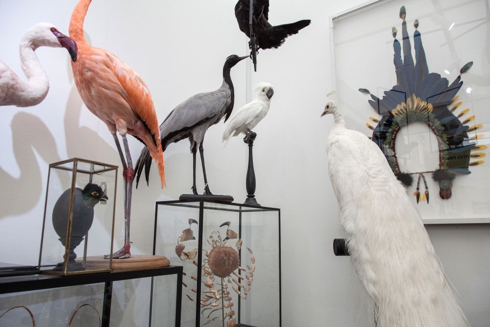 Design and Nature gallery decorating with flamingo