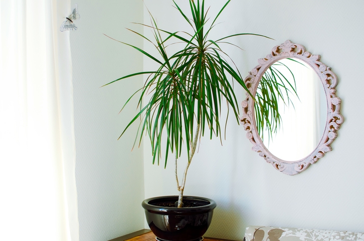 Dracaena second easiest plant to grow