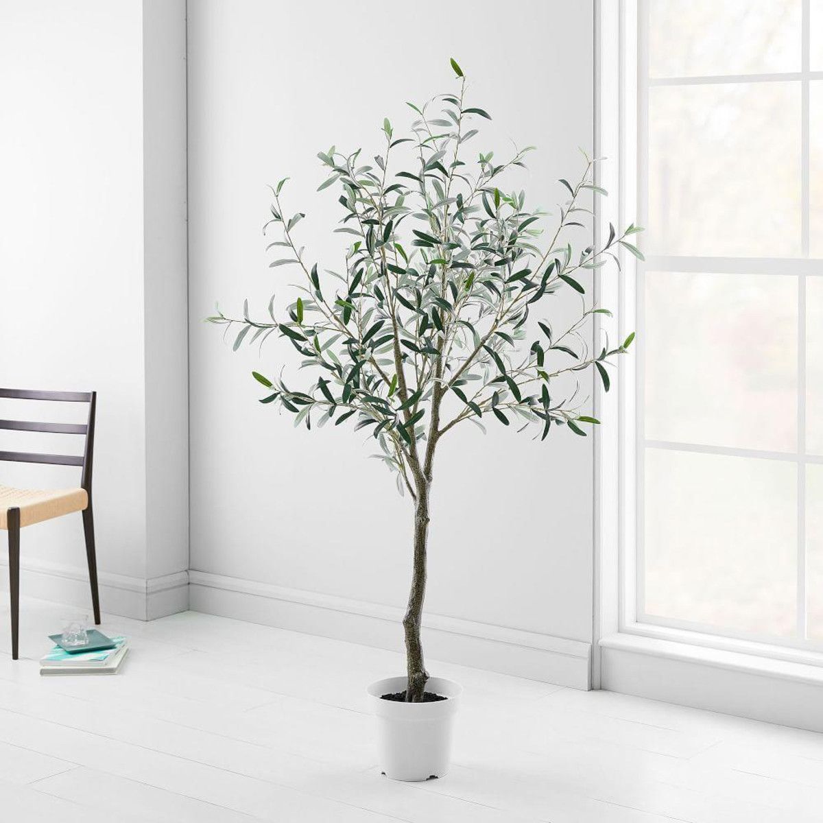 Elegant olive tree