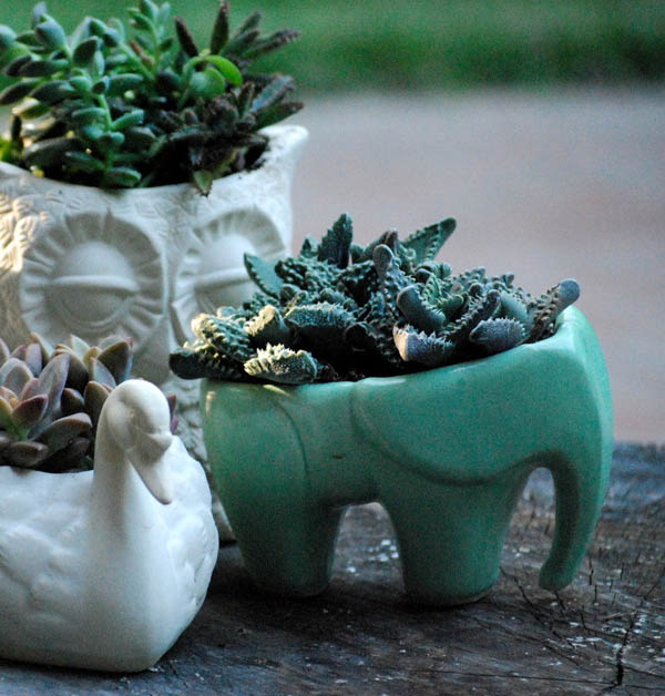 Elephant succulent planter