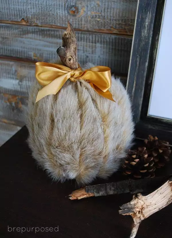 Fall in love fur pumpkin