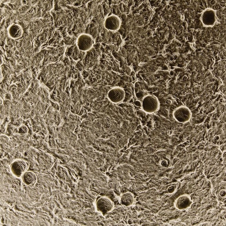 Fibers in the paper