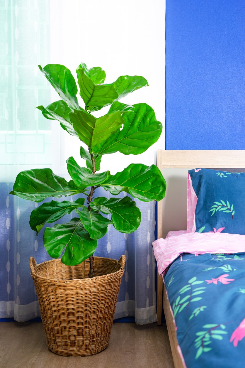 Fiddle Leaf Fig