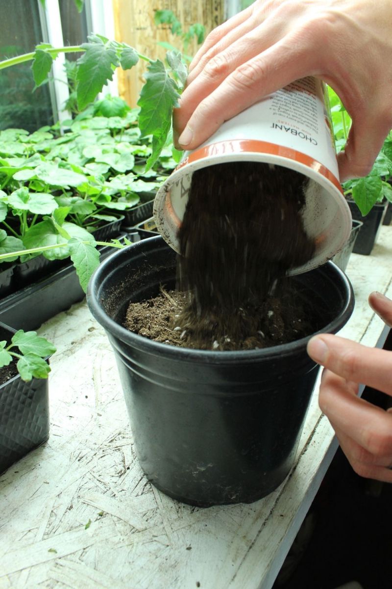 Fill a gallon container with soil