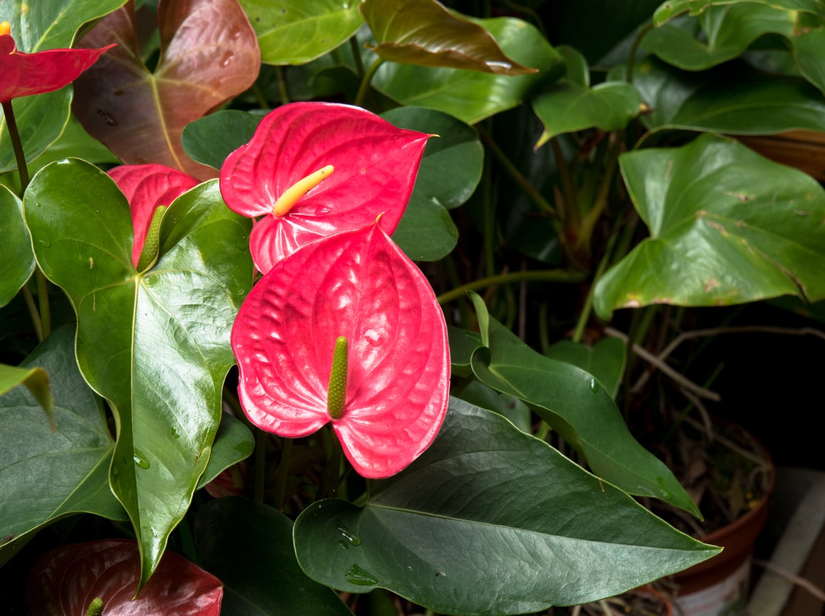 Flamingo Lily for bedroom