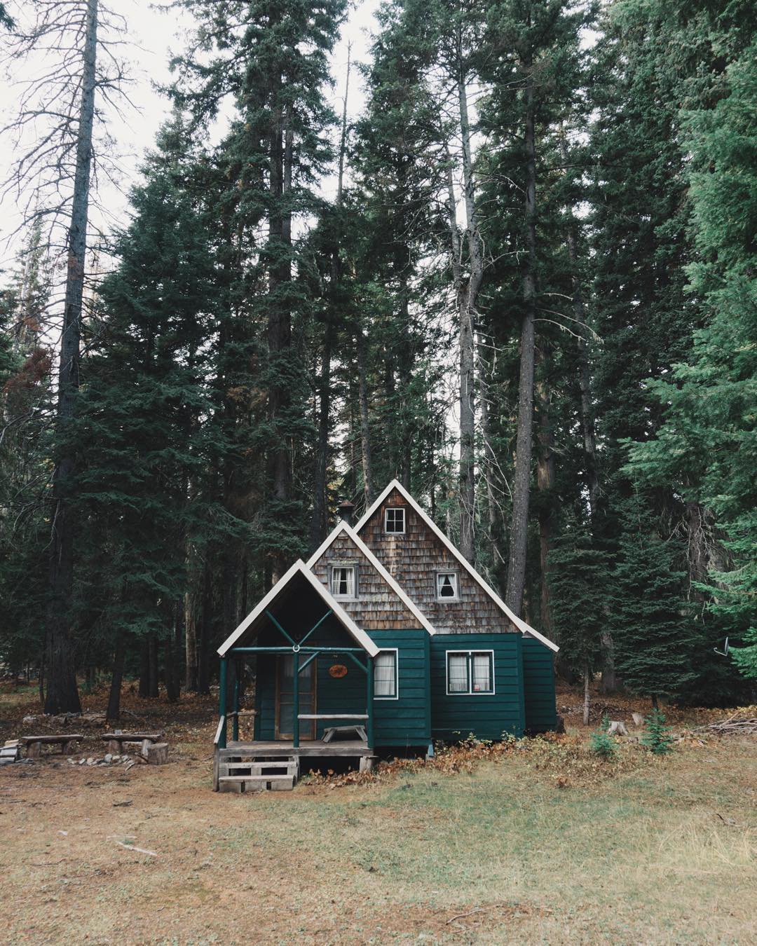 Forest green house