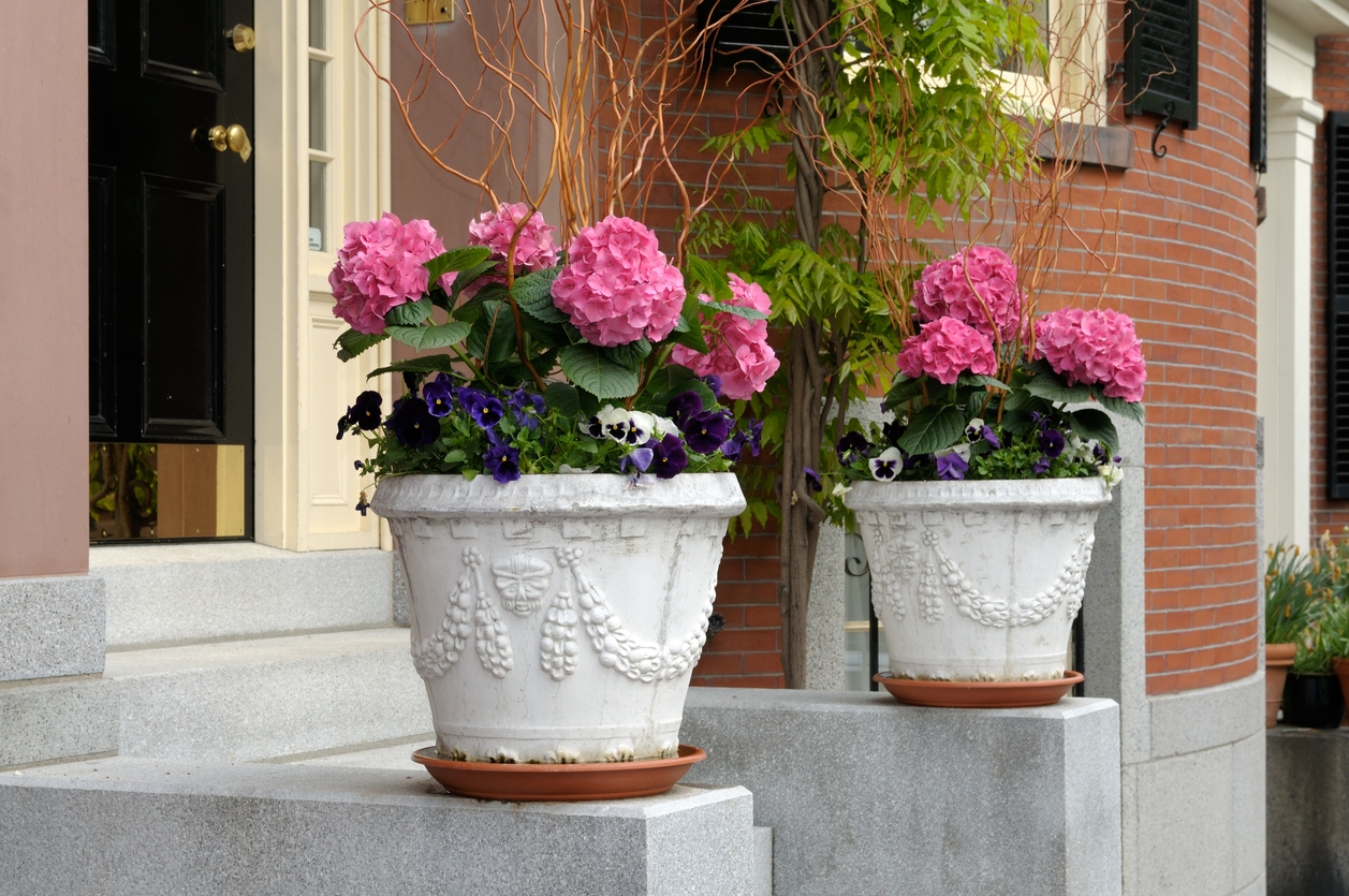 Front door plants