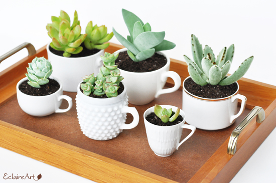 Fundation for your small succulent garden