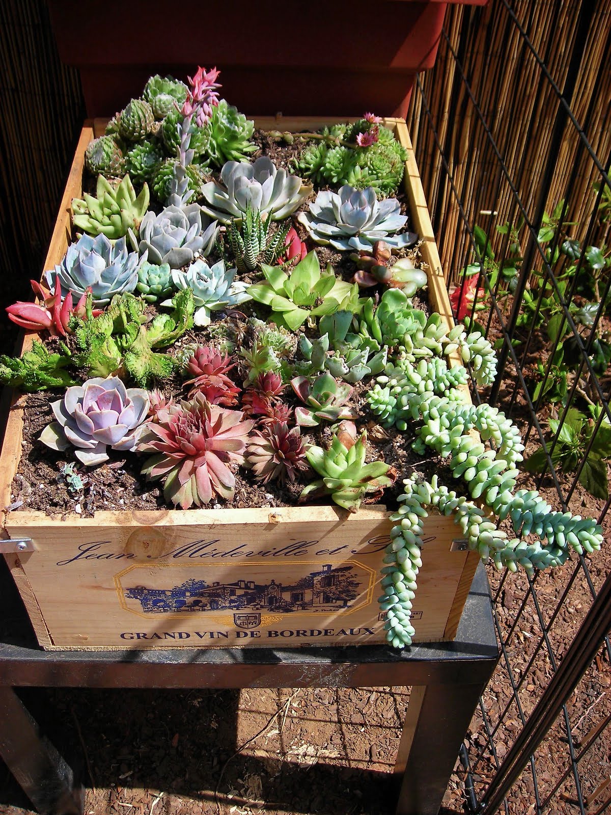 Garden succulent in a wine crate