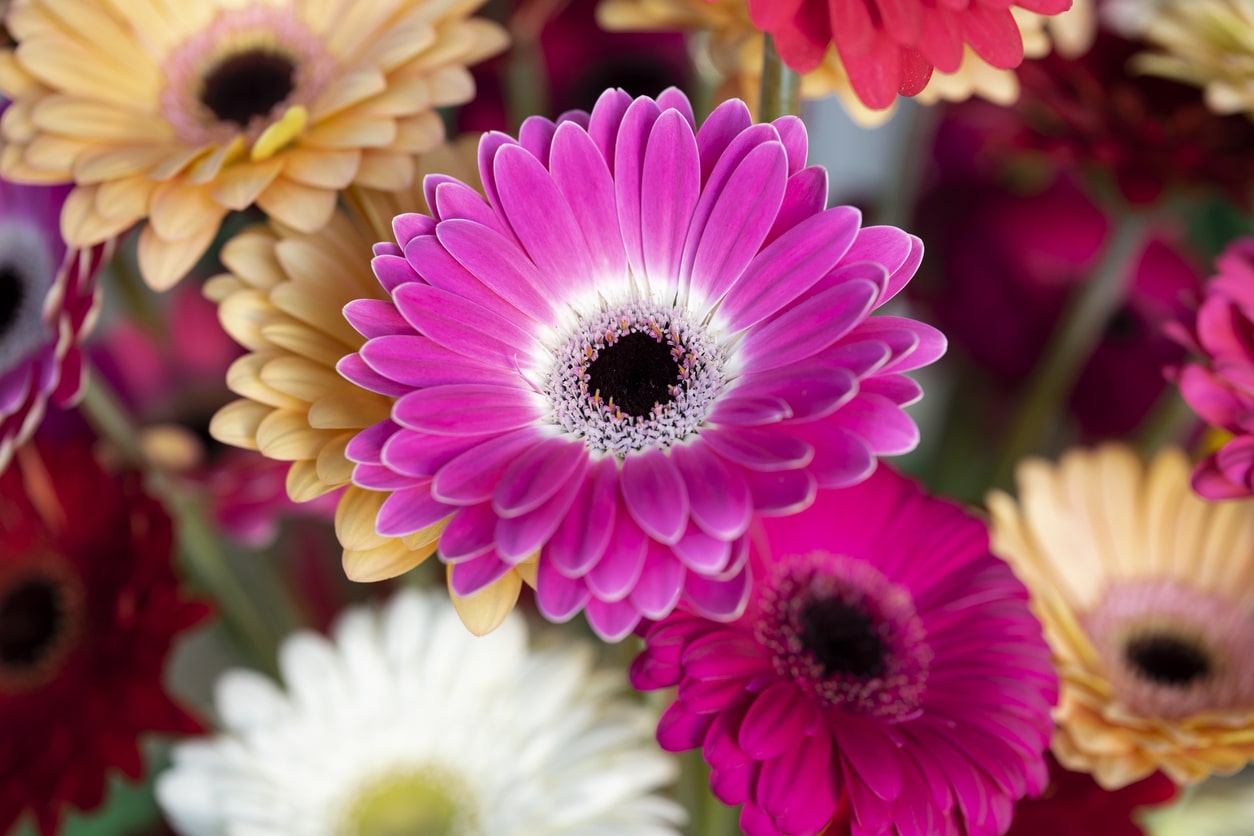 Gerbera Daisy